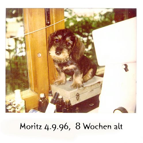 moritzbaby 8 wochen alt.jpg